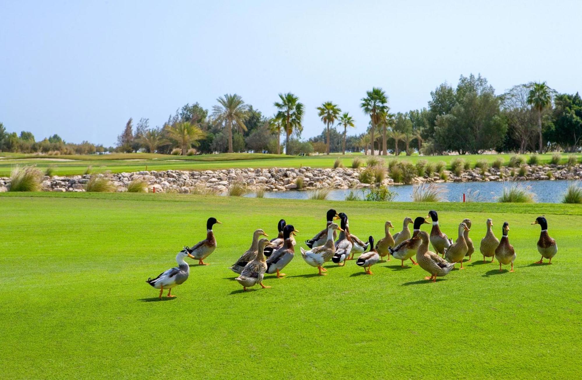 Velero Hotel Doha Lusail Bagian luar foto Ducks at the golf course